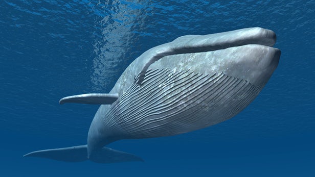 Ssak wieloryba