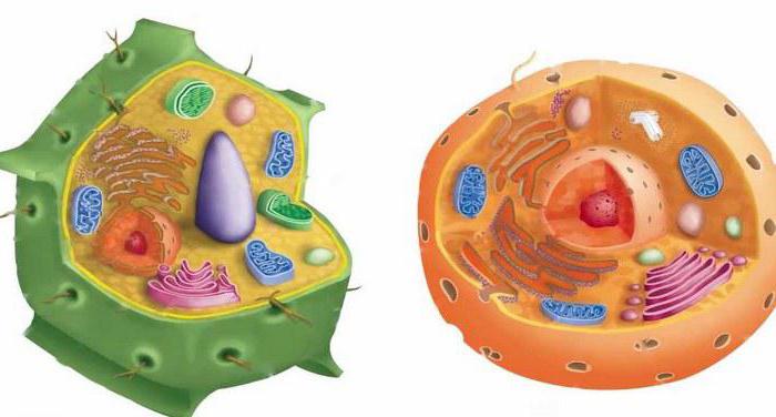 бактериална клетъчна стена
