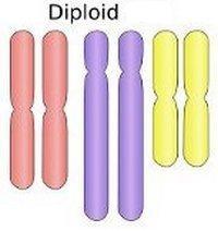 diploidalny zestaw chromosomów