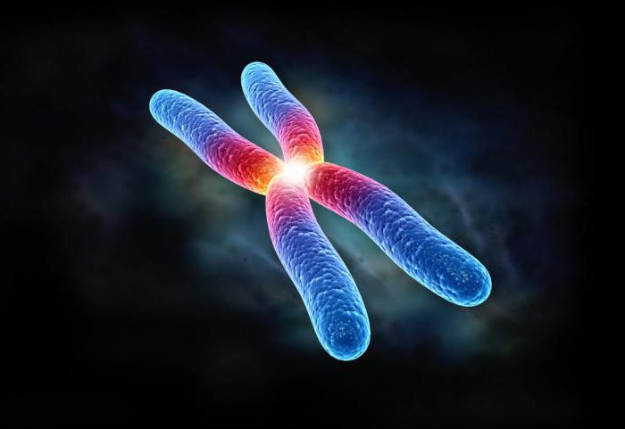 kromosomov iz biologije