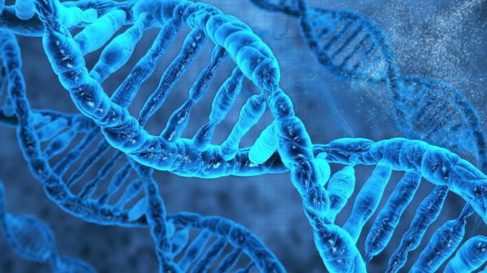 biologia dei cromosomi e dei geni