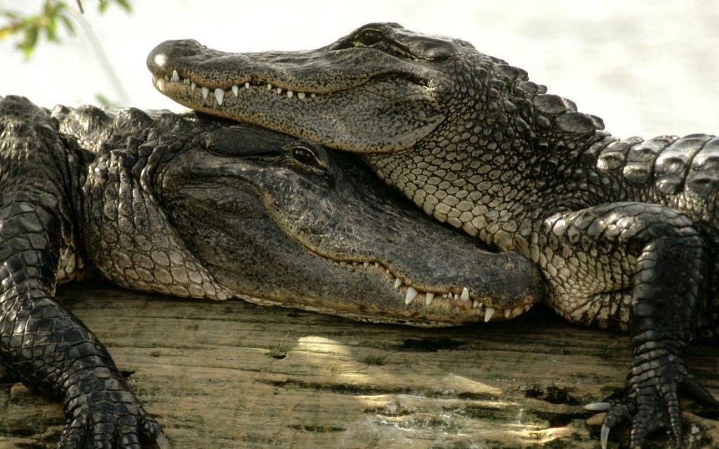 Krokodili - predstavniki razreda plazilcev