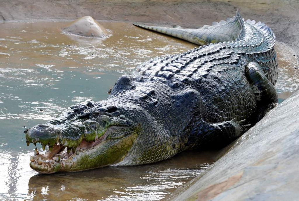 Крокодил - гигант влечуго с много остри зъби