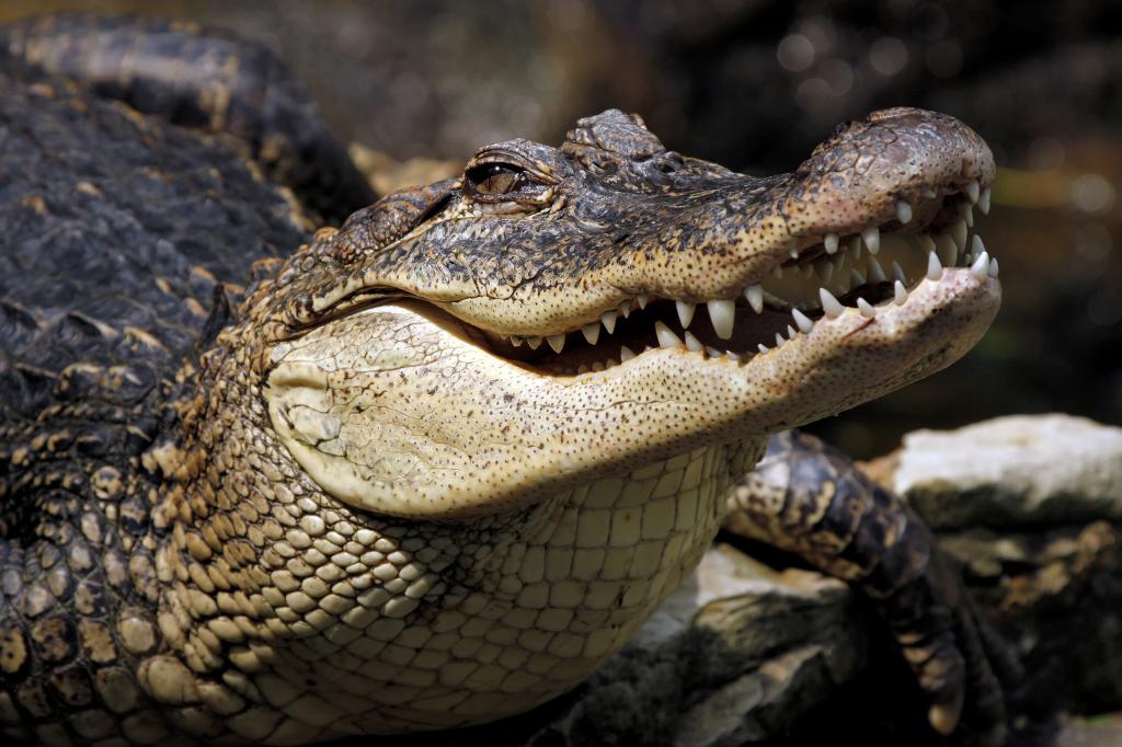 Krokodil - plazilec, ne dvoživka