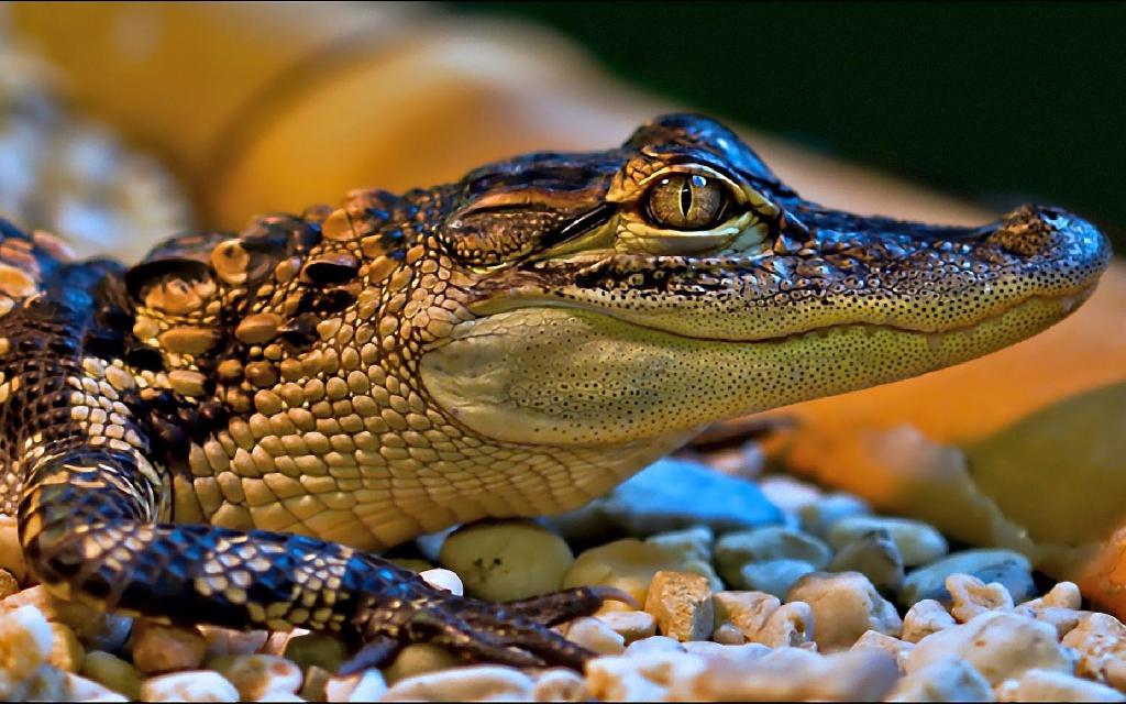 Мали крокодил на камењу