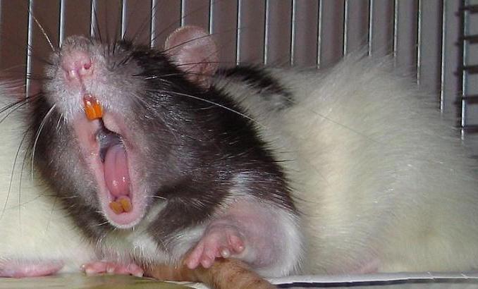 gorączka myszy z powodu choroby