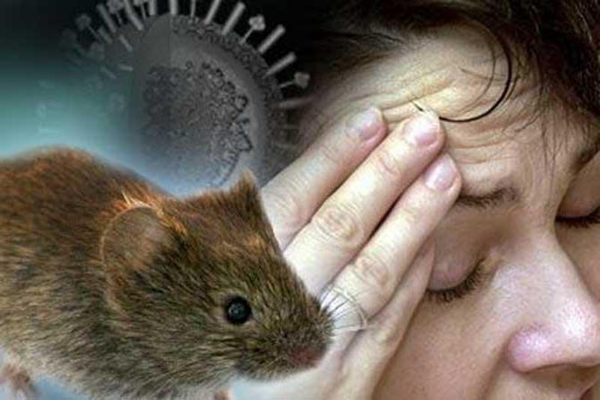 choroba gorączki u myszy