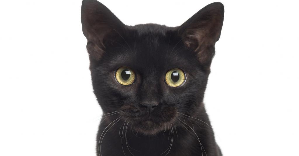 това е черна котка