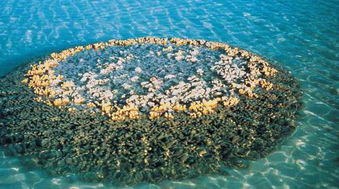 barriere coralline di cosa si tratta