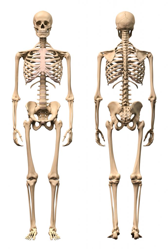 skelet: splošni pogled