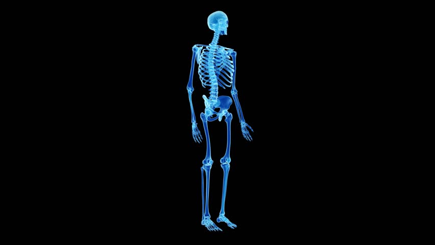 човешки скелет