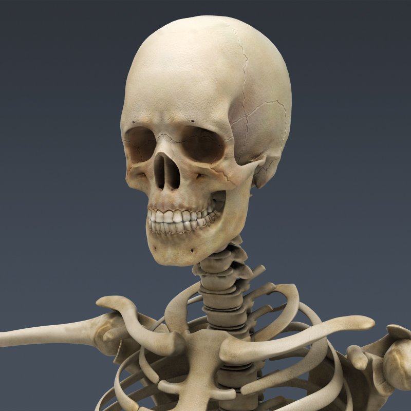 скелетни кости