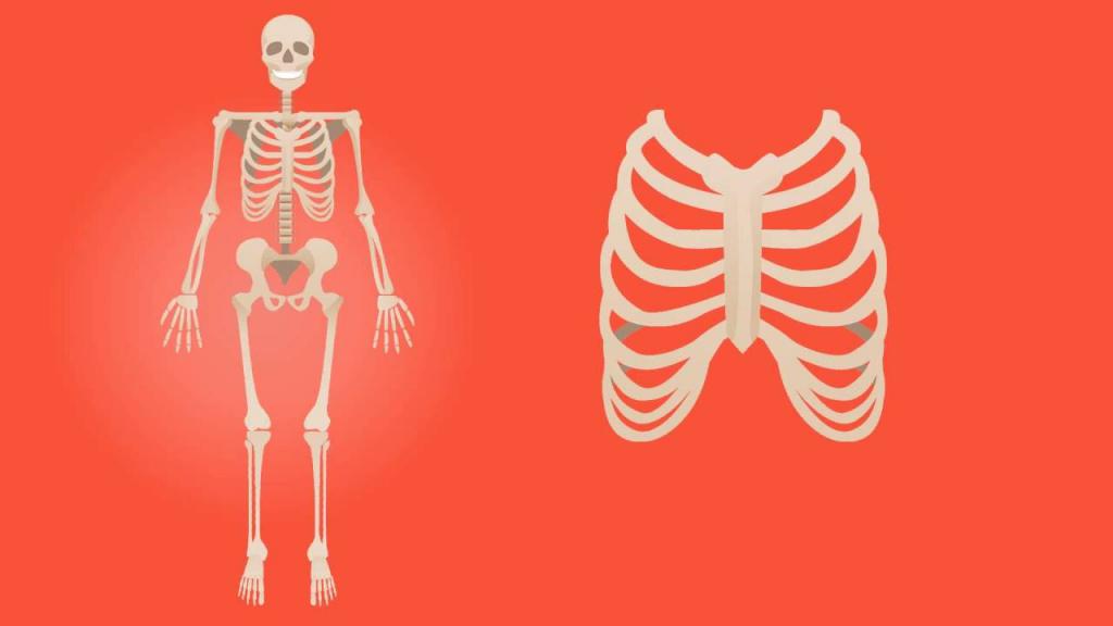 скелет и гърдите
