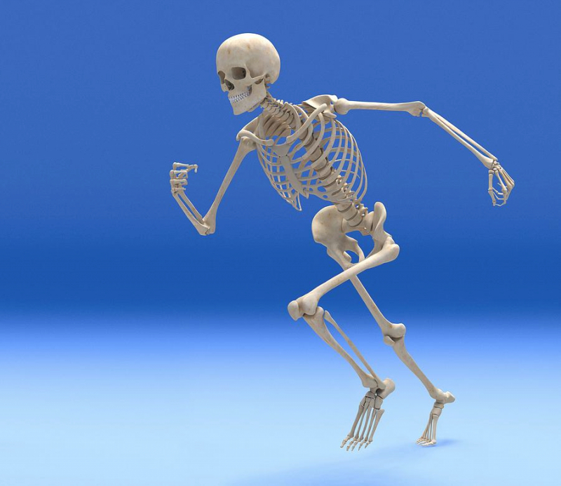 caratteristiche dello scheletro in connessione con eretto