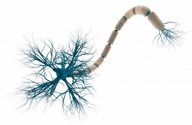 struktura neuronu