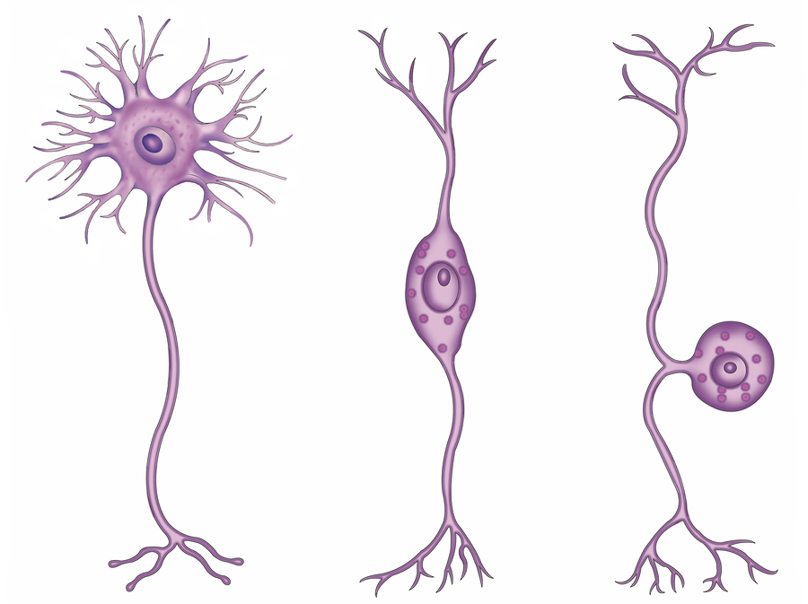 typy neuronů