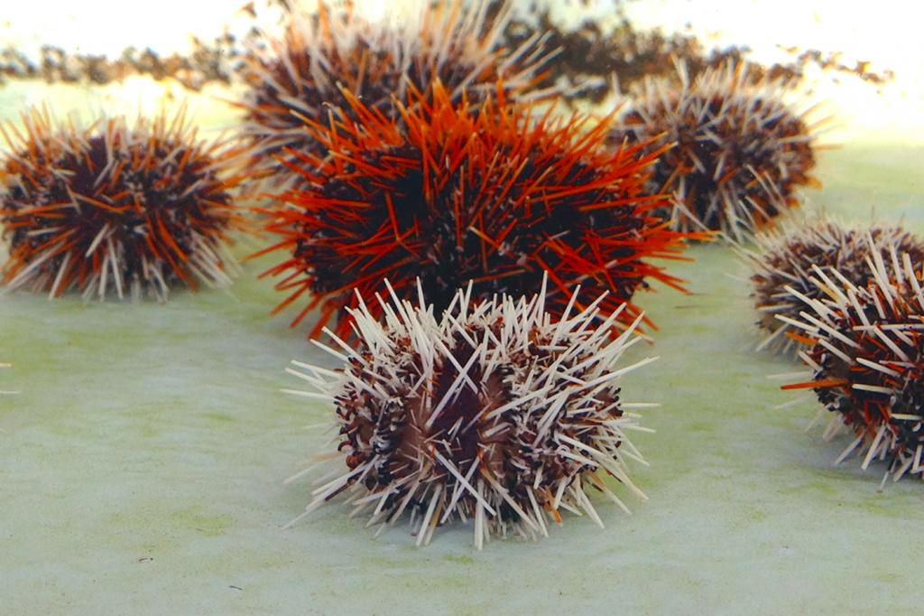 morski ježki