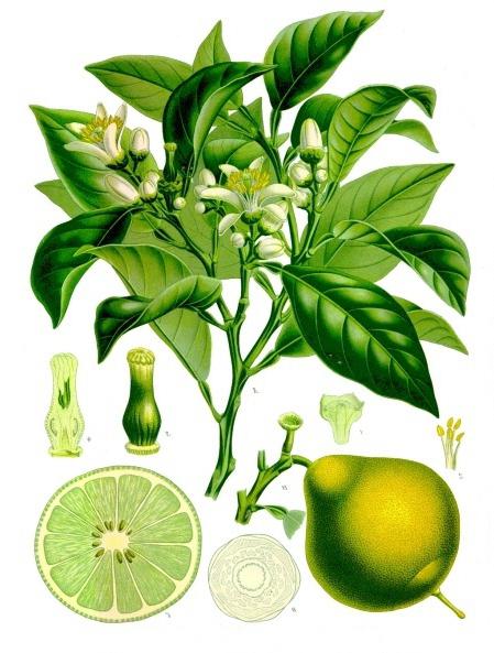 svojstva bergamota