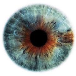 visione binoculare e visione monoculare