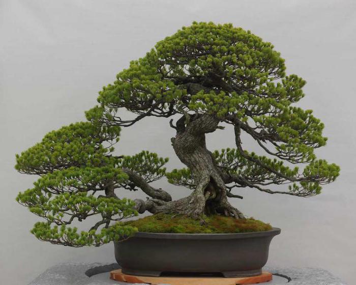 cos'è il bonsai