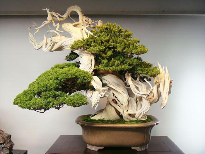 albero dei bonsai