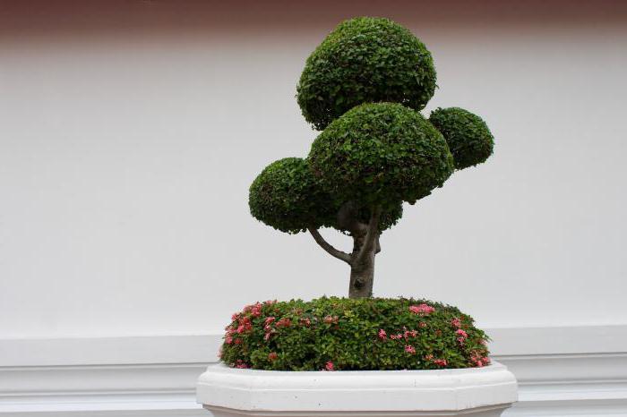 sjemenke bonsaija