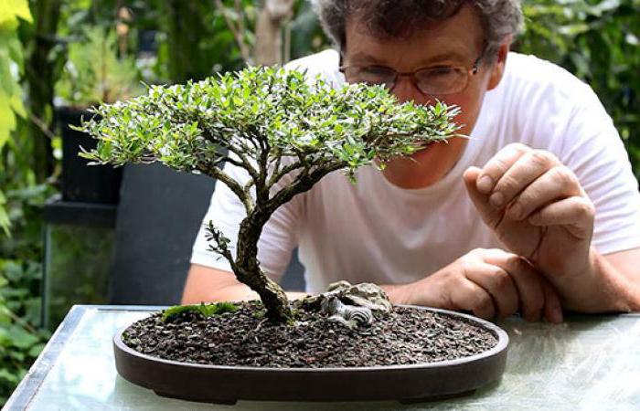 bonsai, jak pečovat