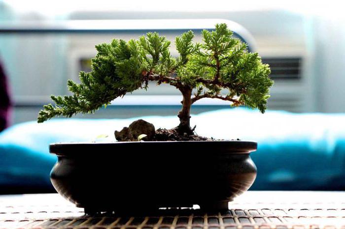 jak roste bonsai doma