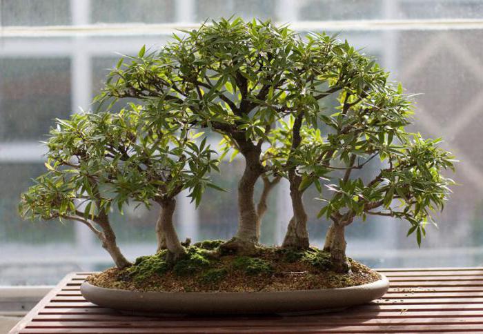 roślina bonsai