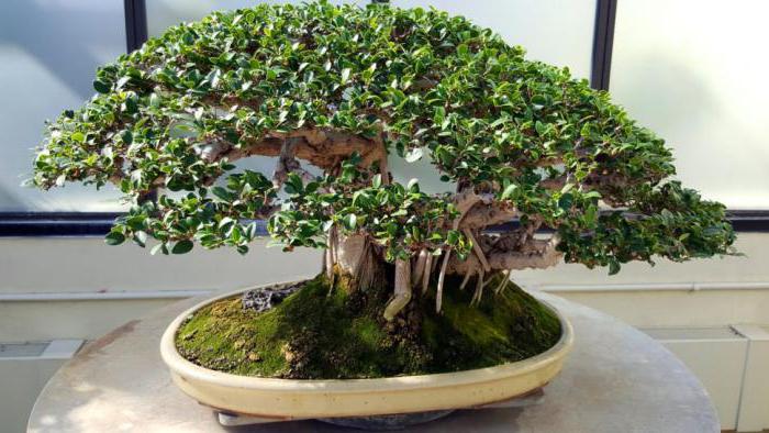 Japonské bonsai