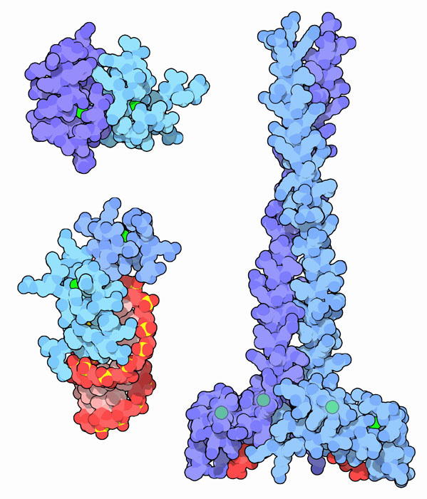 modello molecolare di un gruppo proteico