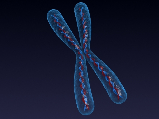 Modello 3-D del cromosoma