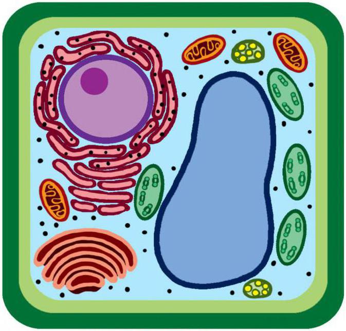 što je citoplazma u biologiji