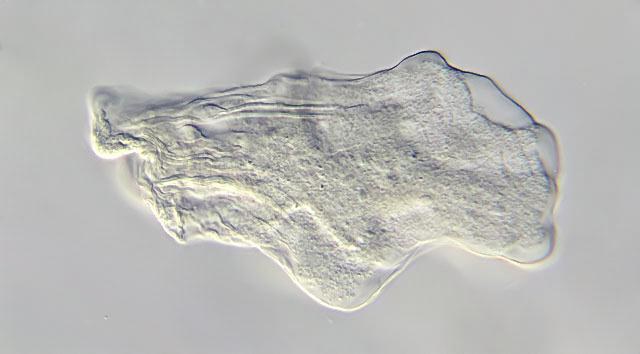 citoplazma stanica
