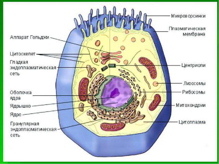 procesy w cytoplazmie