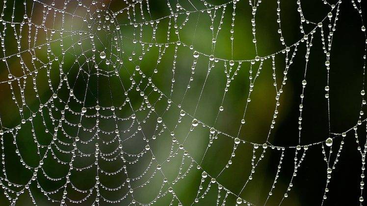 паукова мрежа у росе