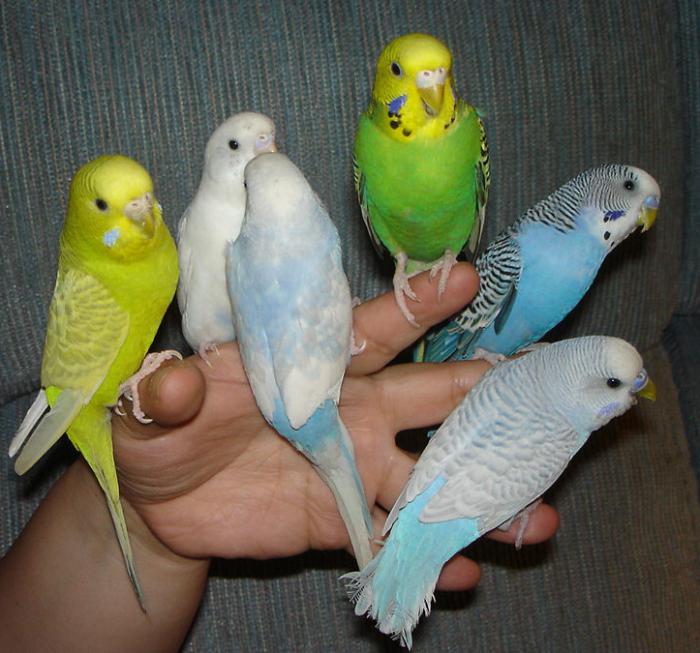 вълнообразни папагали как да определят възрастта