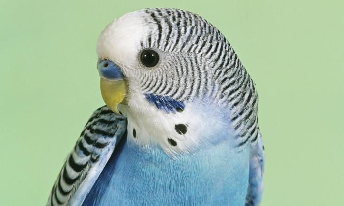 jak zjistit věk vlnitého papouška