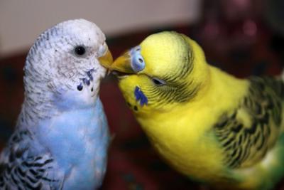 come determinare il sesso e l'età del pappagallo ondulato