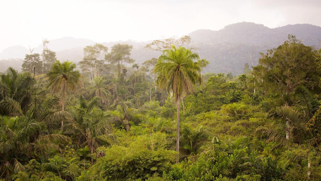 ekvatorijalna šuma
