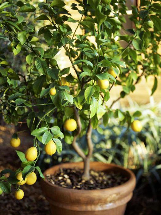 Vapno citrusnog voća