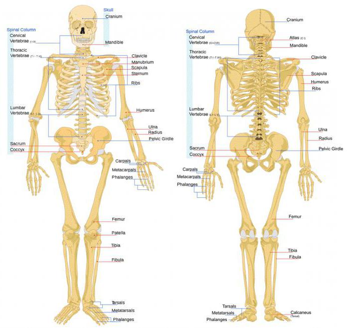 људски скелет