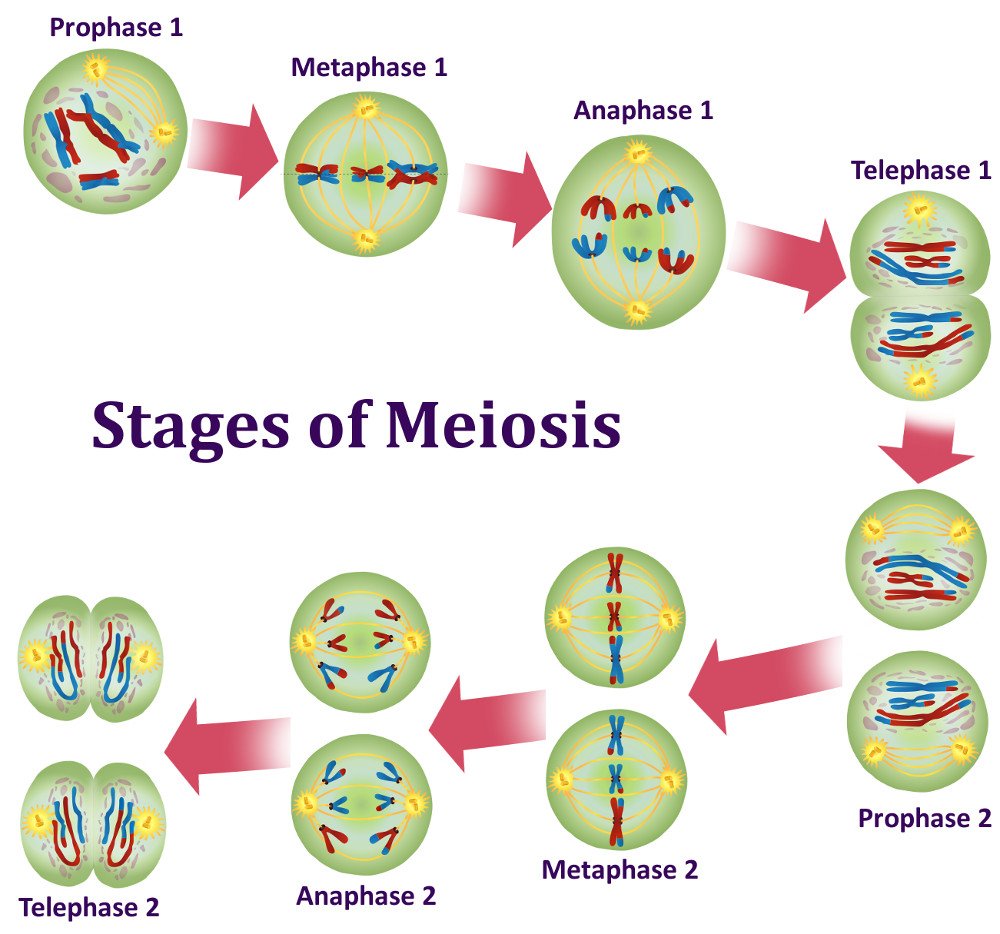 divisione della meiosi