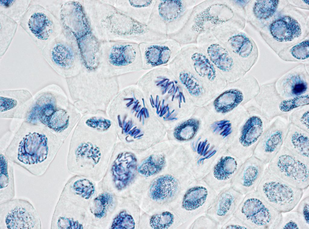 chromozómy v meióze