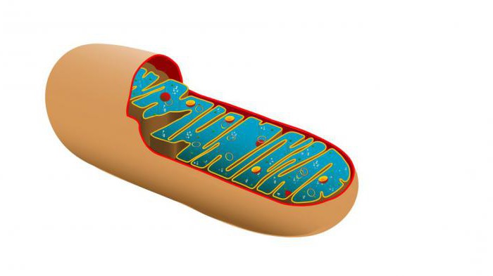 struktura mitochondriów