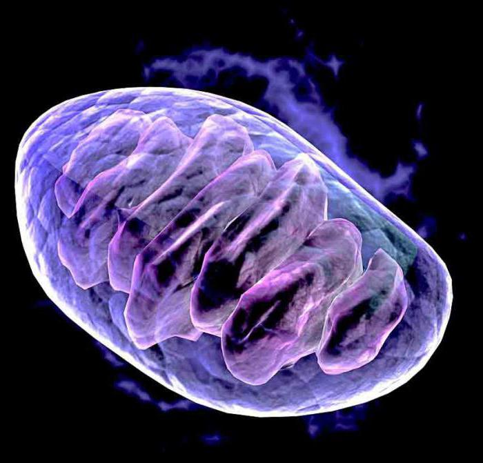 mitochondriální jádro