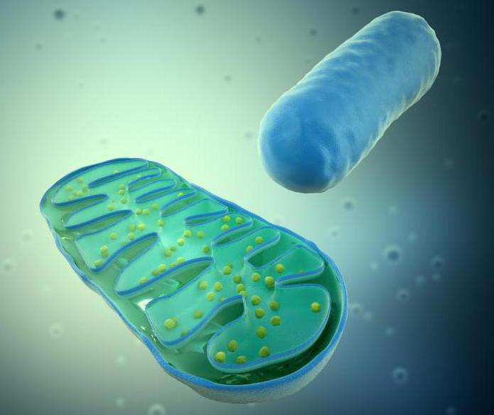 mitohondrijske membrane