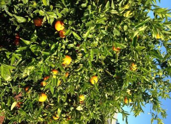 što je razlika između mandarine i naranče