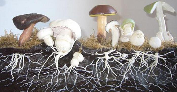mycelium co je