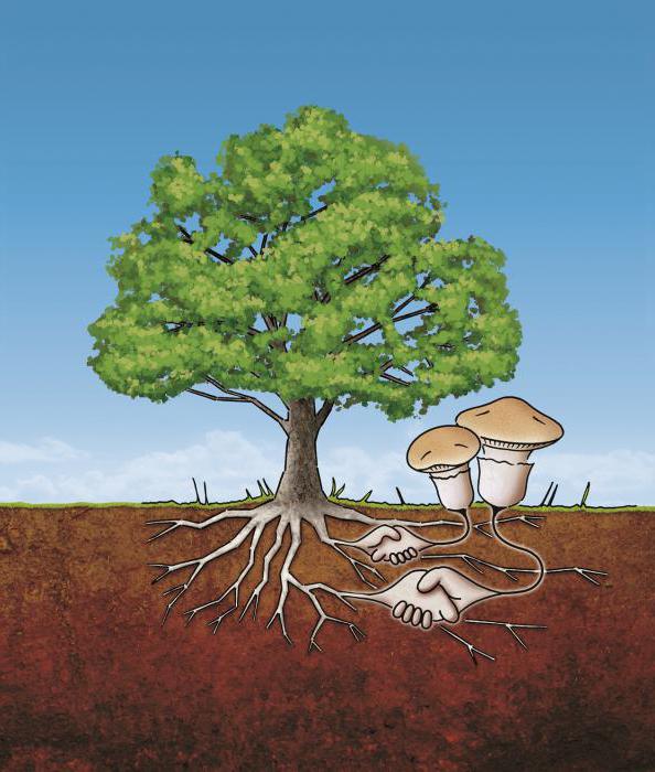 Co je mykorhiza?